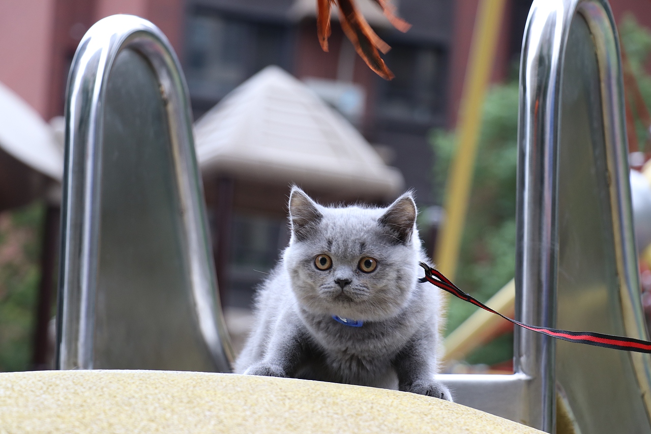 182-英短纯蓝母-蓝色脖圈 英国蓝猫 双血统 品种猫