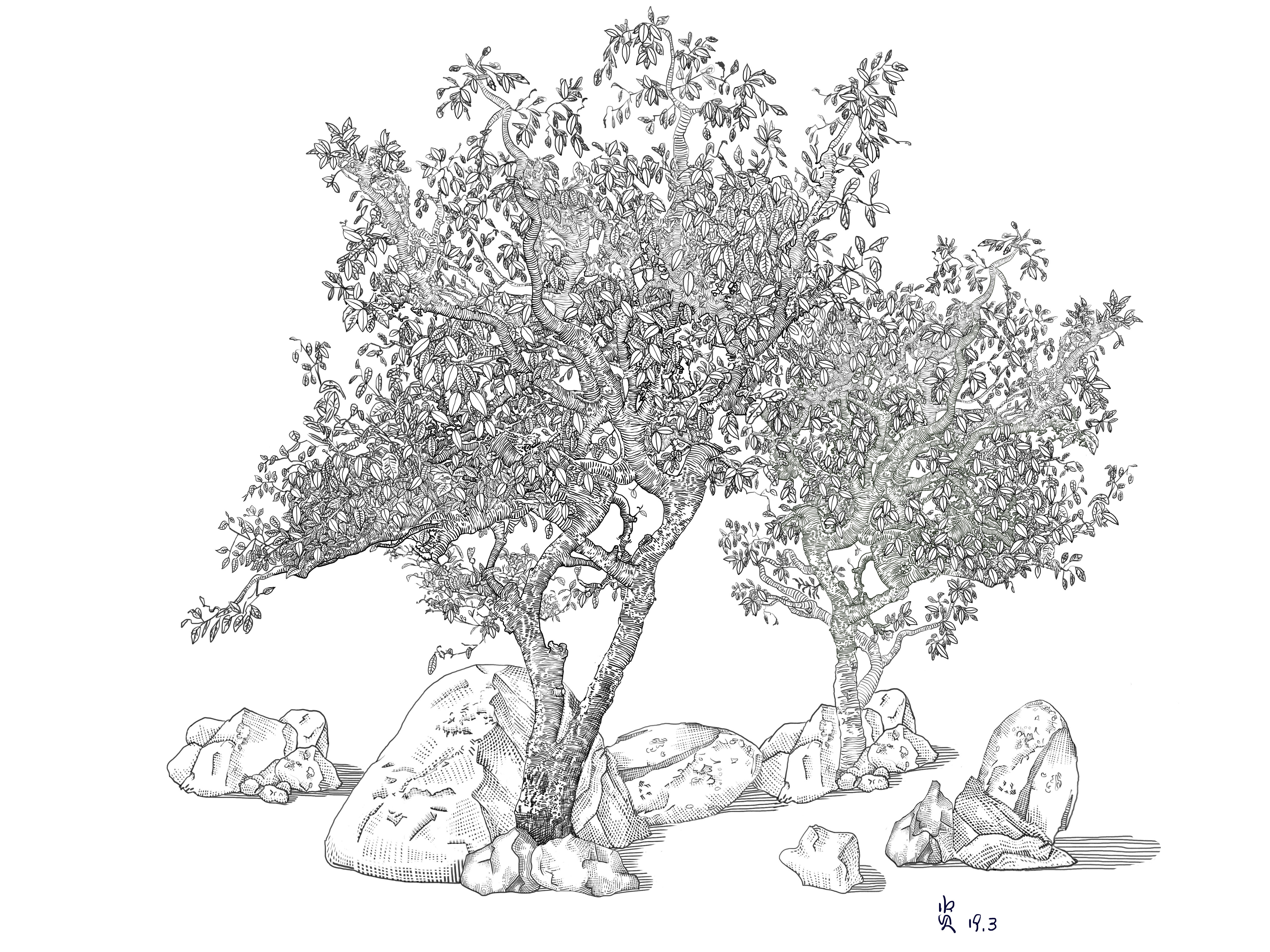 澳洲茶树手绘图片
