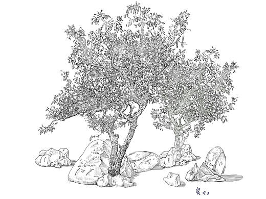 《茶王树》