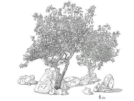 茶树》插画-商业插画978053年前《章鱼哥》纯艺术-绘画25003年前《昂