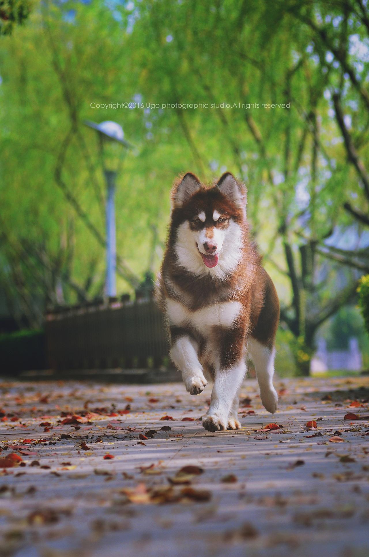 The sounds of silence【动物摄影师何某某个人作品6】（图ZNDQ2NjE1ODQ=） - 宠物摄影 - 站酷设计师超级何某某原创素材 - 站酷ZCOOL