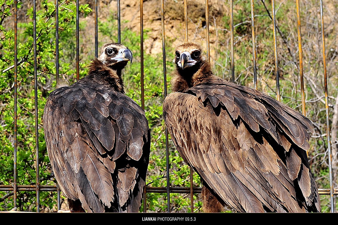 野生动物园随拍