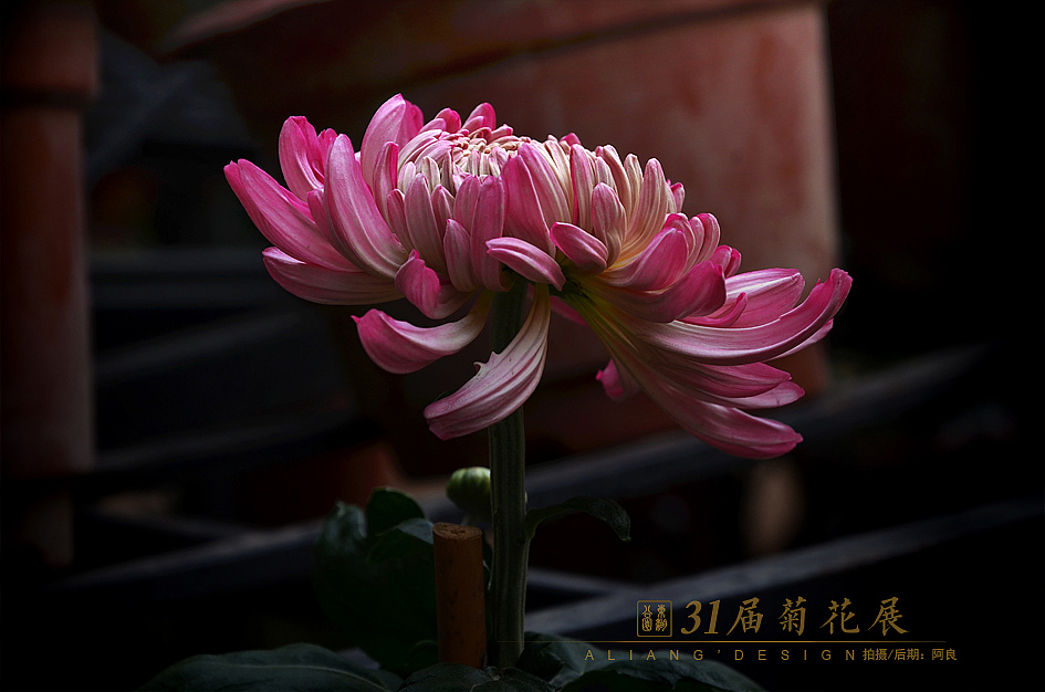 31届菊花展（图ZMjIwODMzNjQ=） - 风光摄影 - 站酷设计师阿良品牌设计原创素材 - 站酷ZCOOL