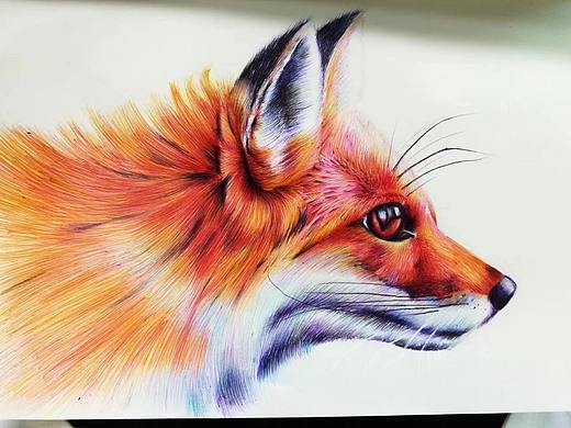 彩色圆珠笔-狐狸