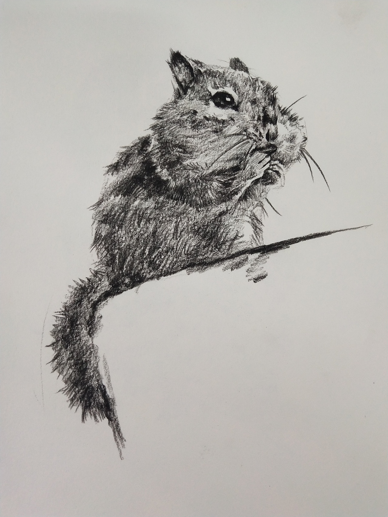 炭笔动物速写_半夏插画-站酷zcool