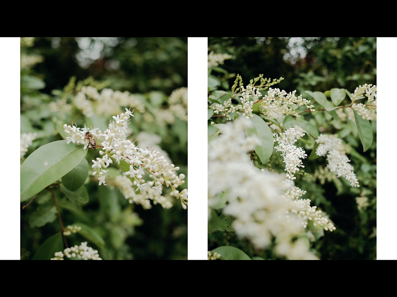 【浮生一梦】2021理光摄影作品总结