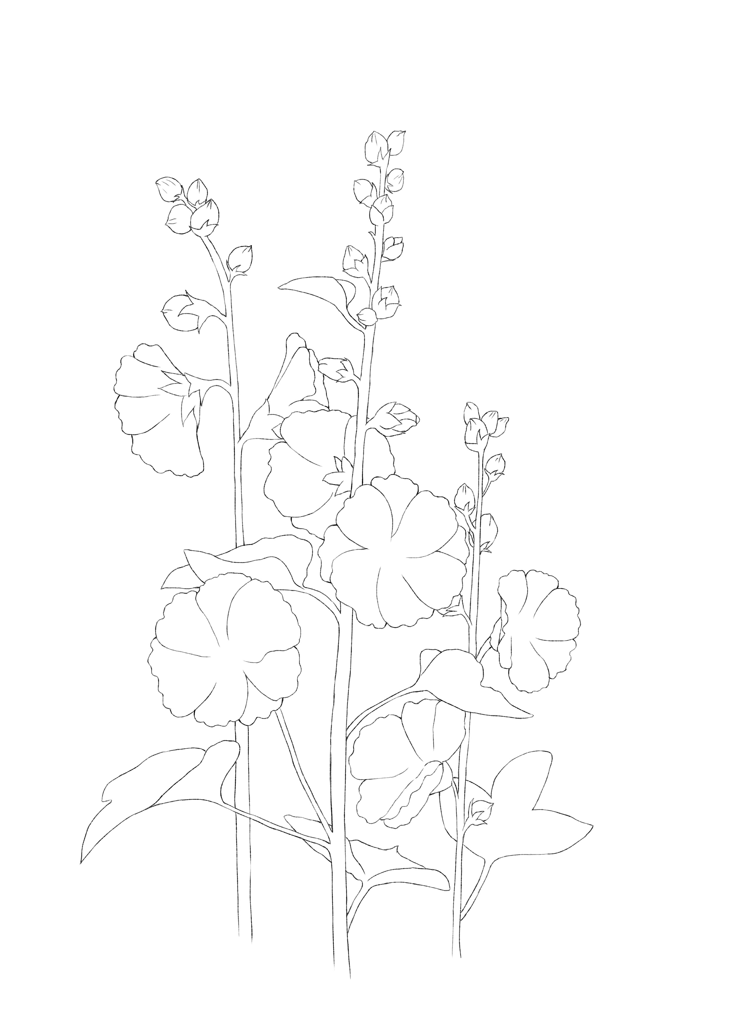 植物线稿合集|插画|插画习作|春风一叶舟 - 原创作品 - 站酷 (zcool)