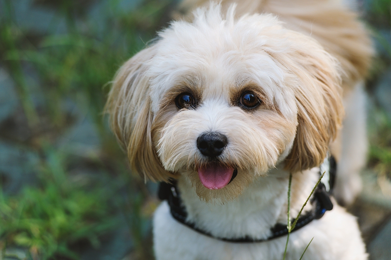 【纪实宠物摄影】