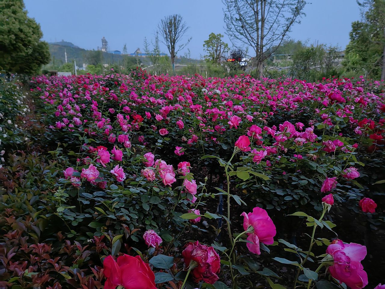 5.1出游季（图ZMzM5MzM3NDEy） - 风光摄影 - 站酷设计师红云道友原创素材 - 站酷ZCOOL