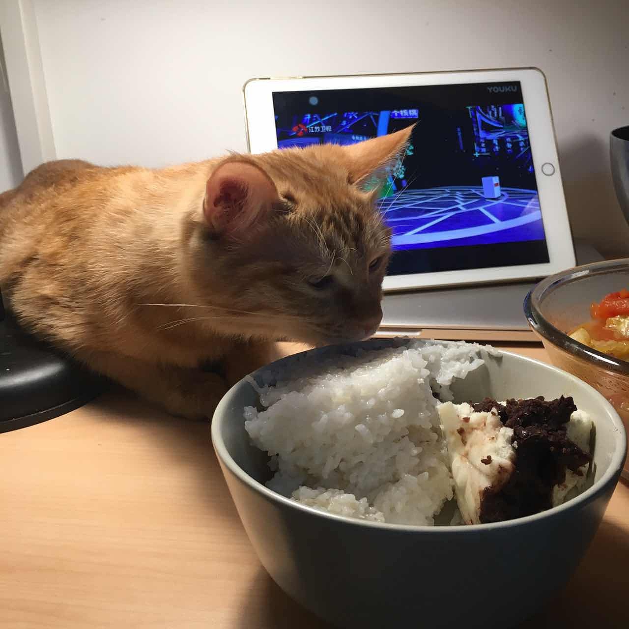 菜刀眼黄豆芽的日常（图ZODEwMzczODA=） - 宠物摄影 - 站酷设计师violasean原创素材 - 站酷ZCOOL