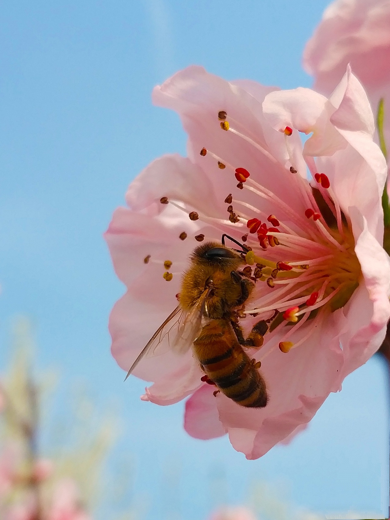 采得百花成蜜后,为谁辛苦为谁甜