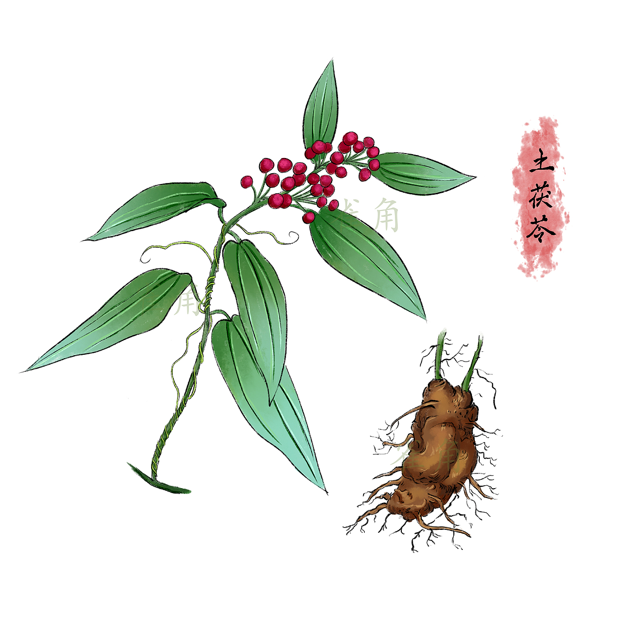 中医中草药药材