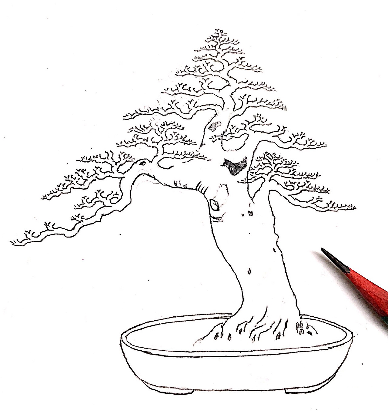 榆树盆景设计效果图