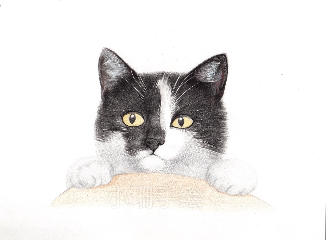 可爱的小花猫简笔画的步骤图 有趣的DIY动物卡通画 肉丁儿童网