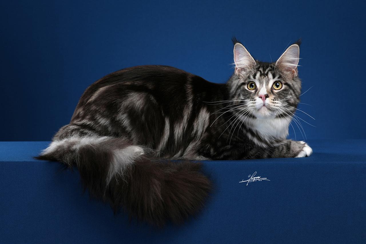 缅因库恩猫|摄影|宠物摄影|amyworks赛猫摄影 - 原创作品 - 站酷