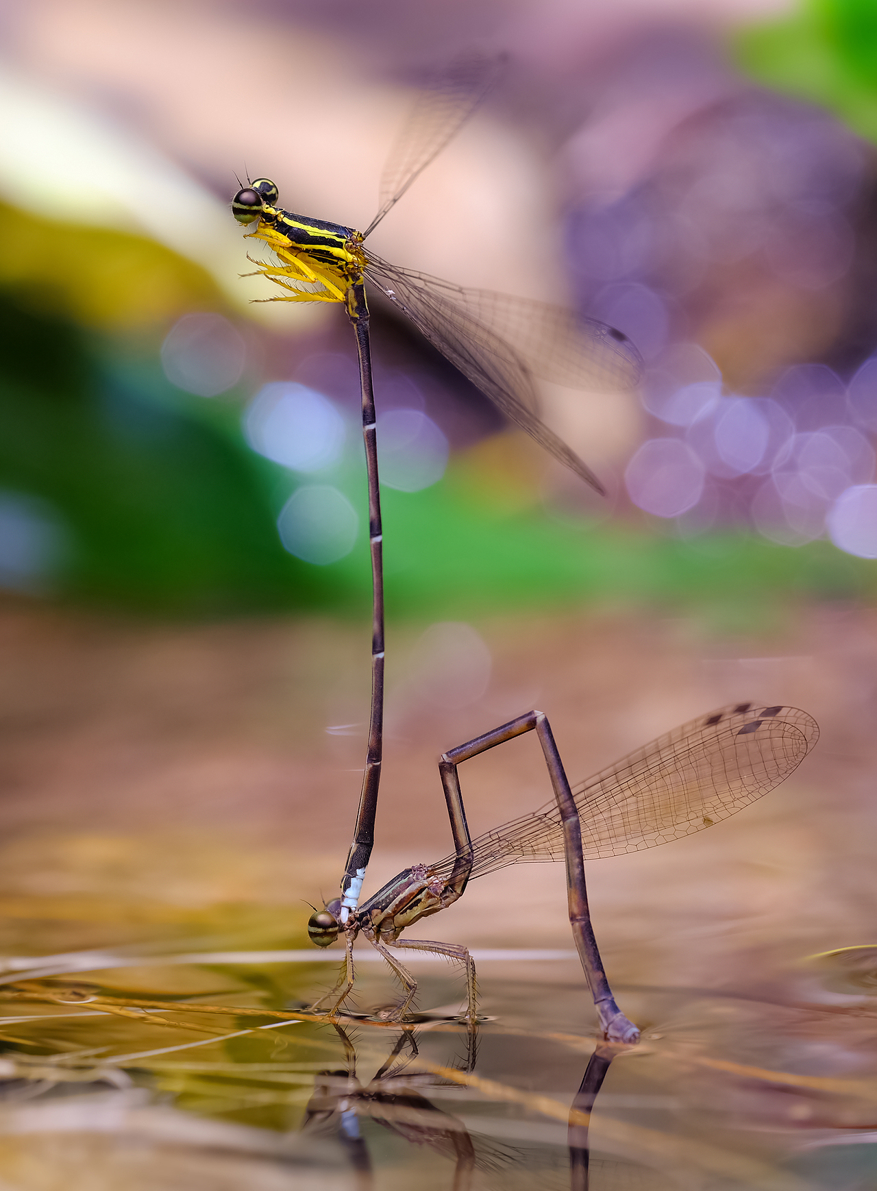 【豆娘】一组圈圈微距摄影（图ZMTc4OTY2NjI4） - 风光摄影 - 站酷设计师瓜哥微距摄影原创素材 - 站酷ZCOOL