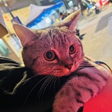 Tomato_YHM的头像