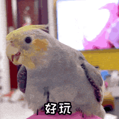 玄凤鹦鹉微信表情包 《波炮第一弹》上线啦~（图ZMjU5OTk5ODky） - 网络表情 - 站酷设计师眼袋兔原创素材 - 站酷ZCOOL