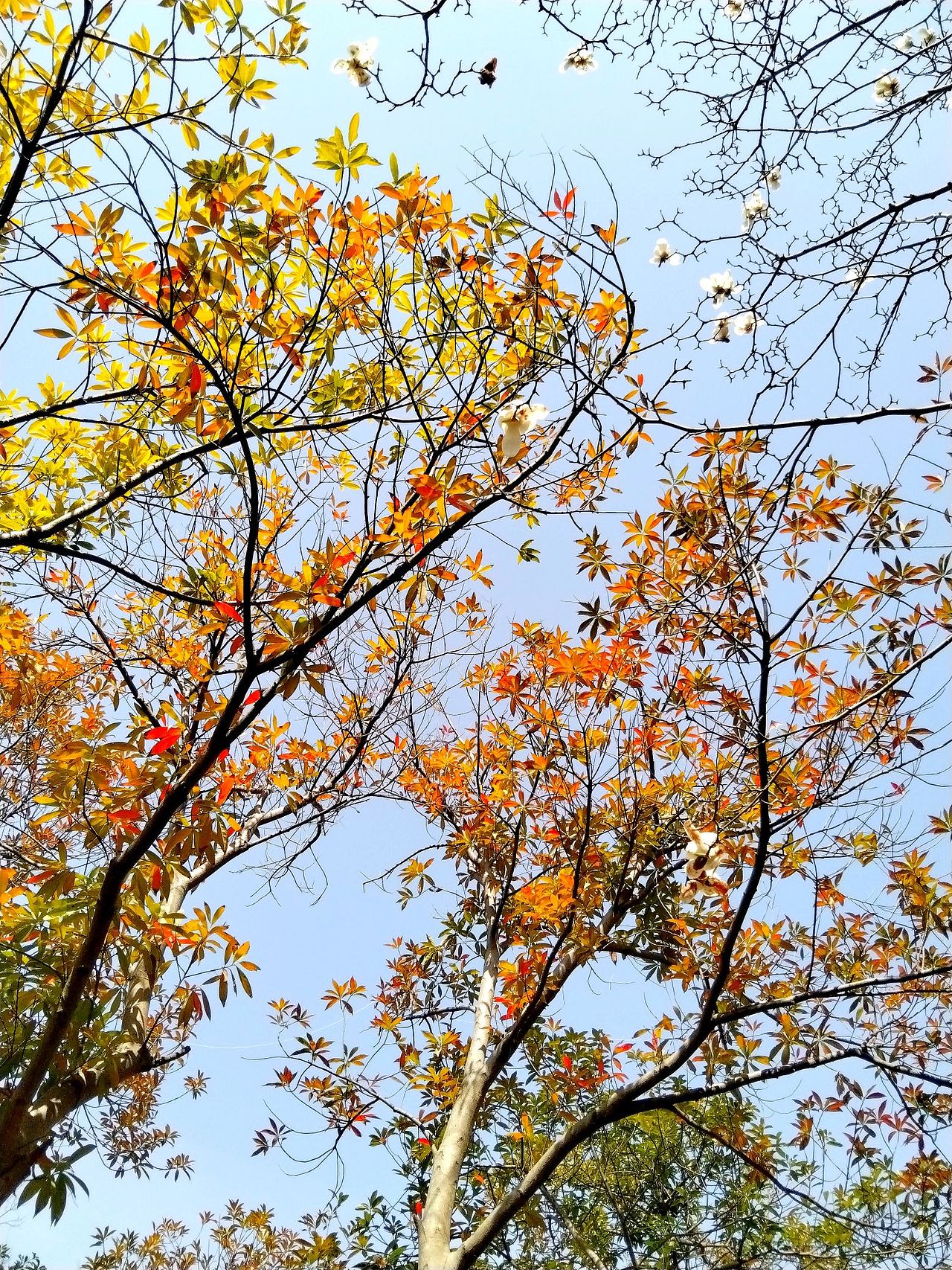 3月实拍！宝山.虎林园（图ZMzY0ODMzMjY0） - 风光摄影 - 站酷设计师东逛西摄原创素材 - 站酷ZCOOL