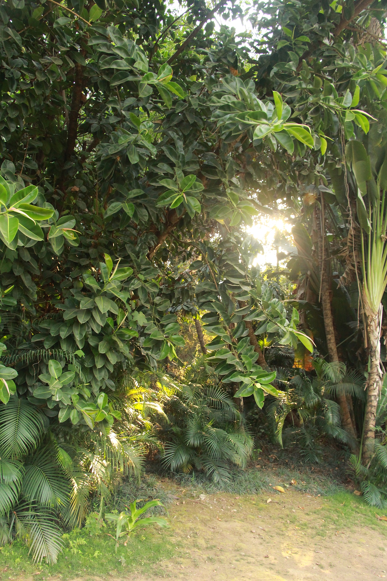 西双版纳（图ZMTYyNjQ0MDg0） - 风光摄影 - 站酷设计师白色的星期六原创素材 - 站酷ZCOOL