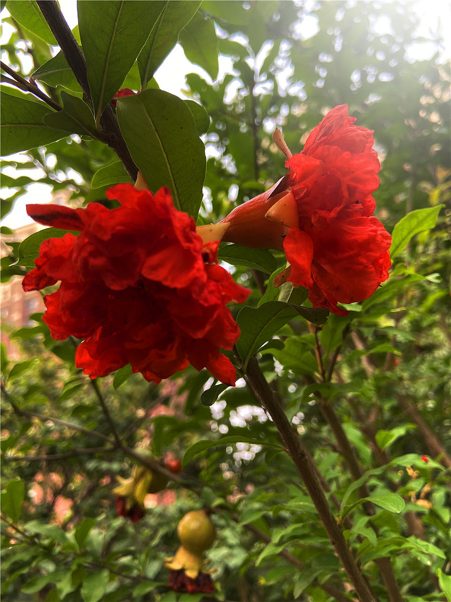 刘勇良手机纪实摄影:石榴花