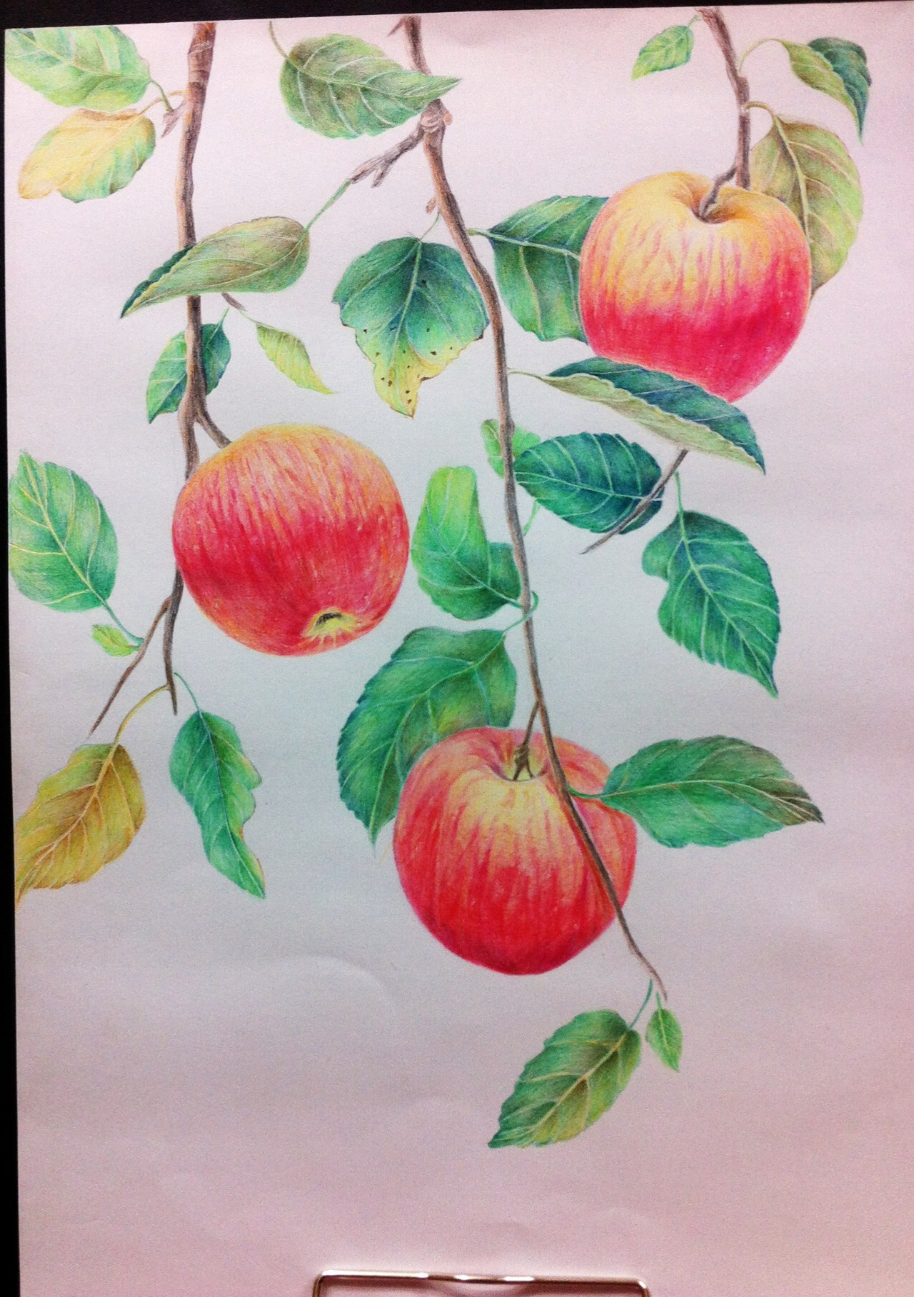 苹果树的绘画作品图片