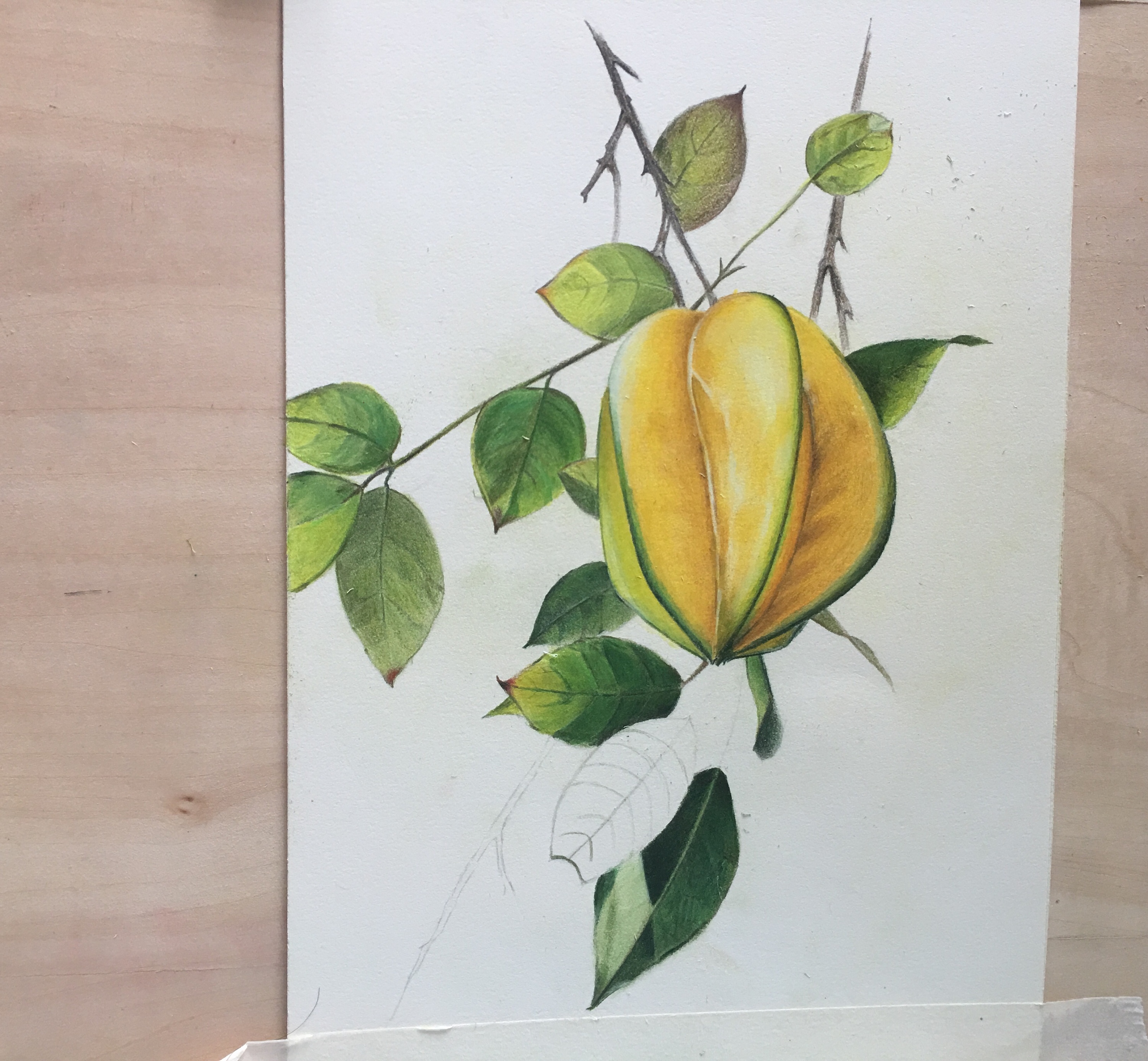 彩铅手绘|纯艺术|彩铅|柚子的橘猫 - 原创作品 - 站酷 (zcool)