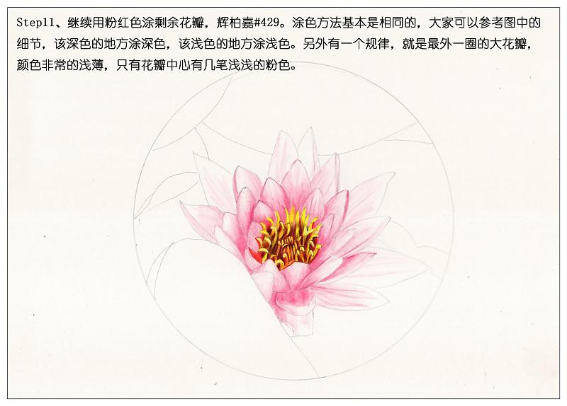 驴大萌彩铅教程172手绘荷花睡莲
