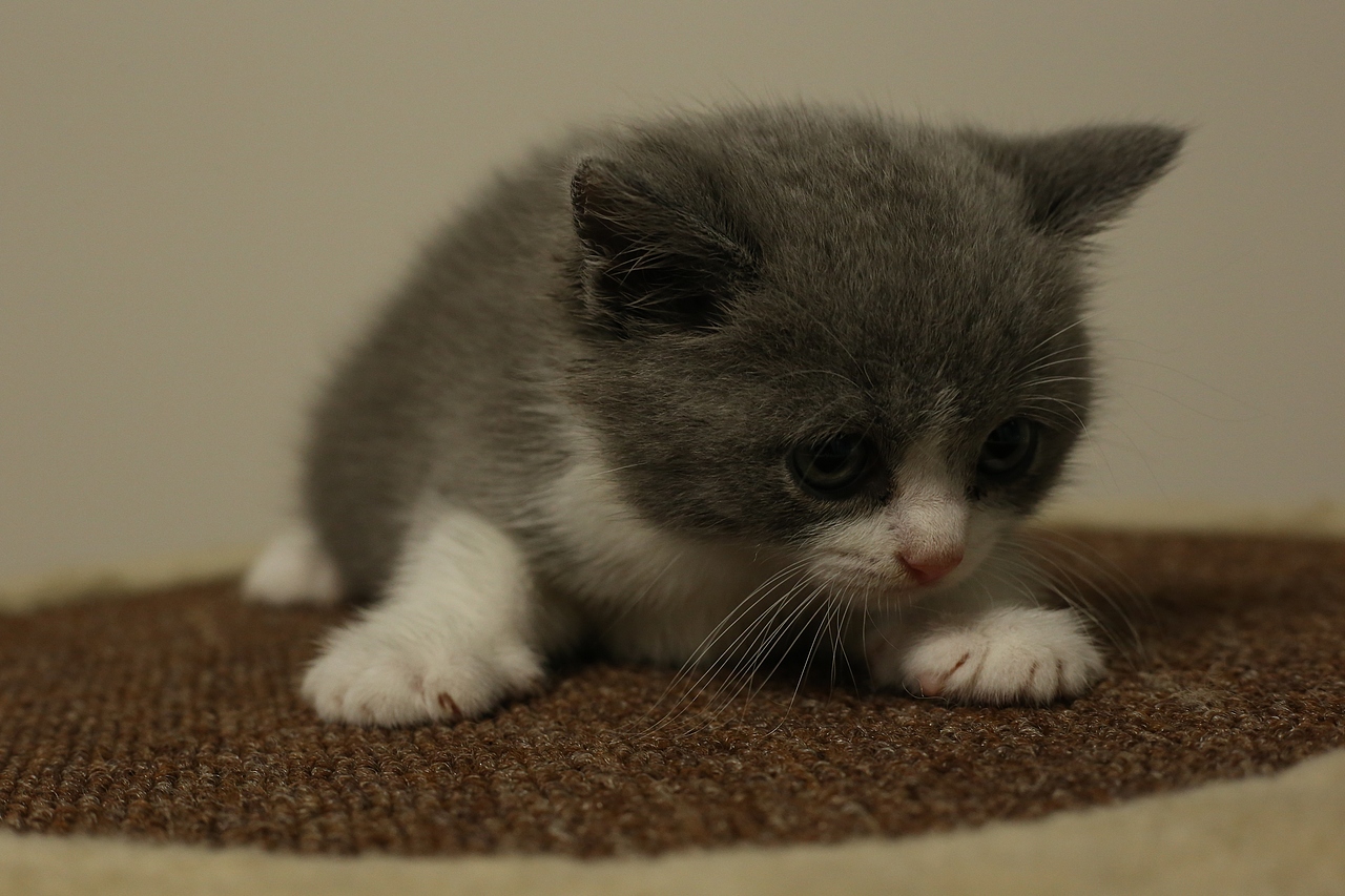 601英短-蓝白-公-正八-沐米猫舍|英国短毛猫