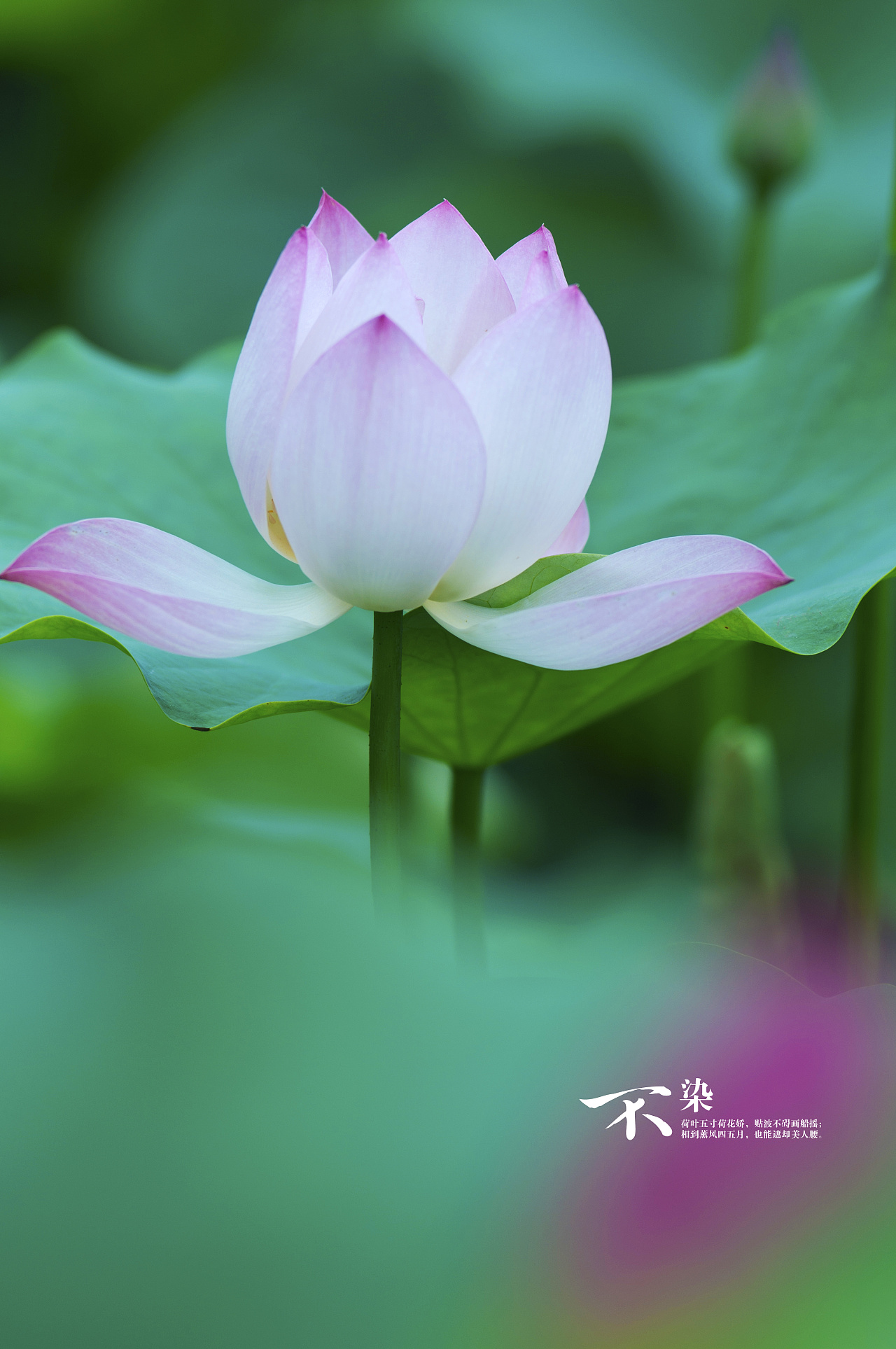 【不染】几张荷花