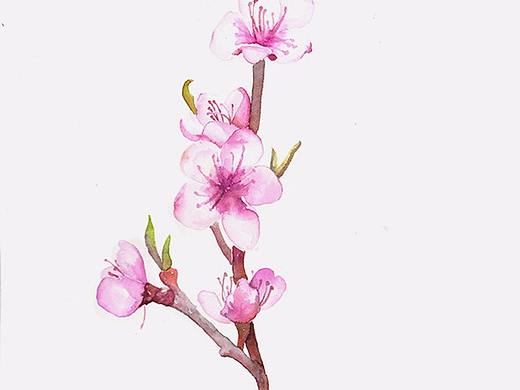 水彩练习《桃花》