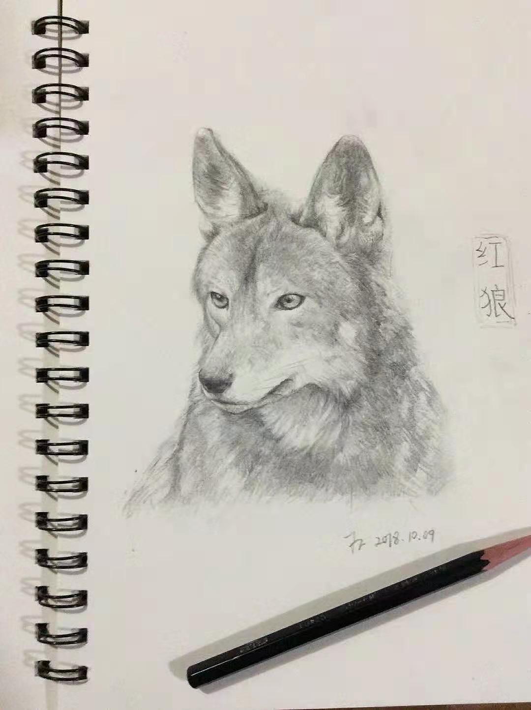 十大濒危或者已经灭绝的动物