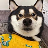 my梦圆的头像