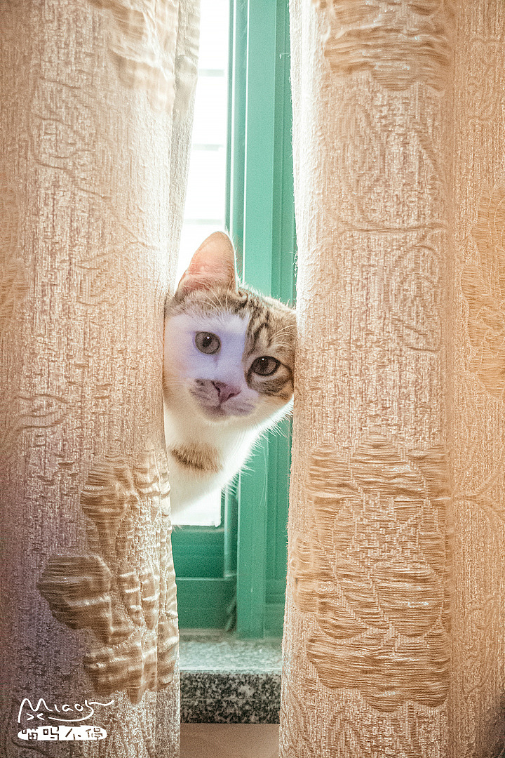 粉蛋,躲了快一个小时了,怎么没来找啊!