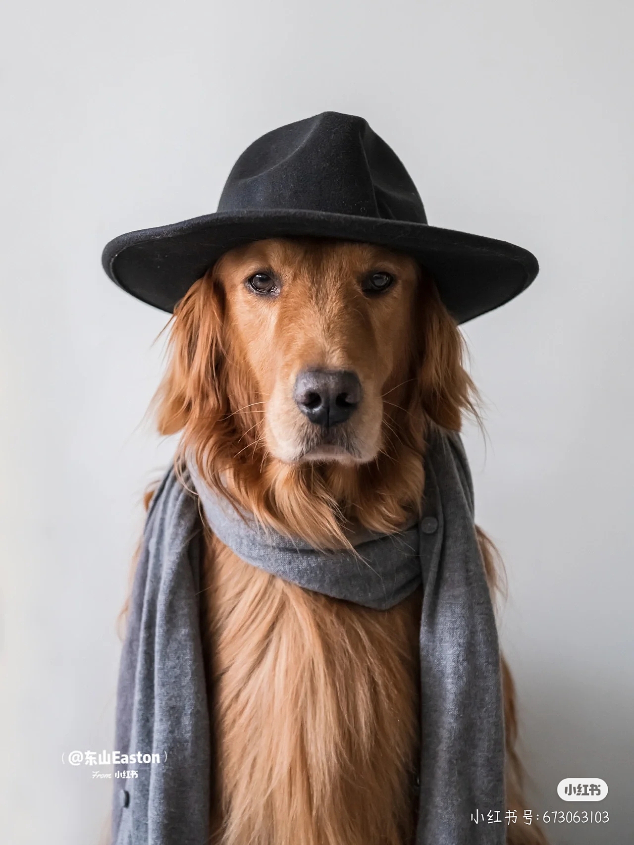 宠物头像4金毛帅哥