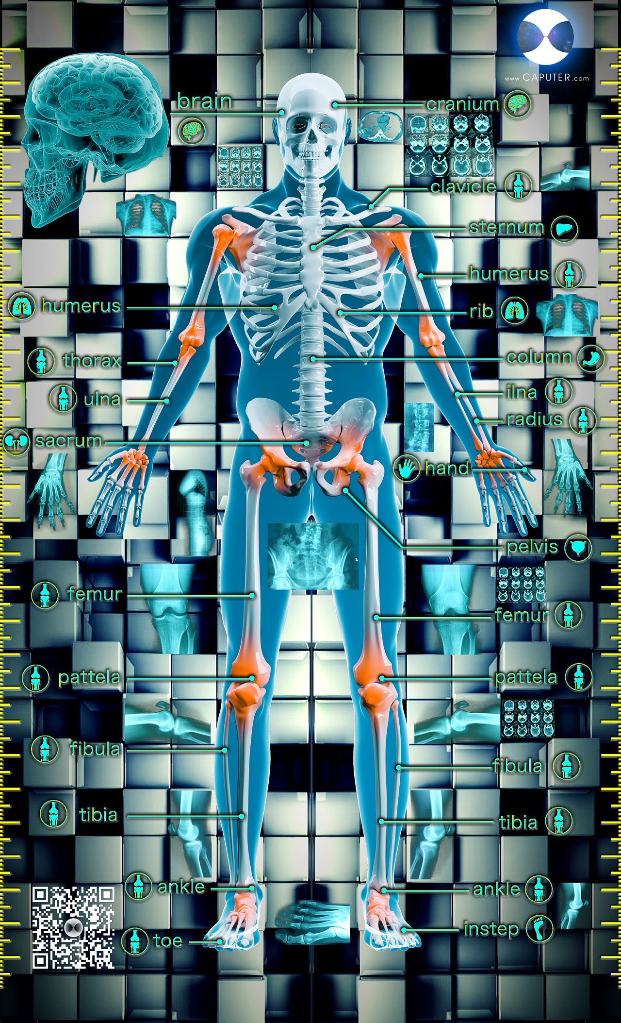 人体解剖练习 从骨骼到肌肉|插画|创作习作|LiuSocket - 原创作品 - 站酷 (ZCOOL)