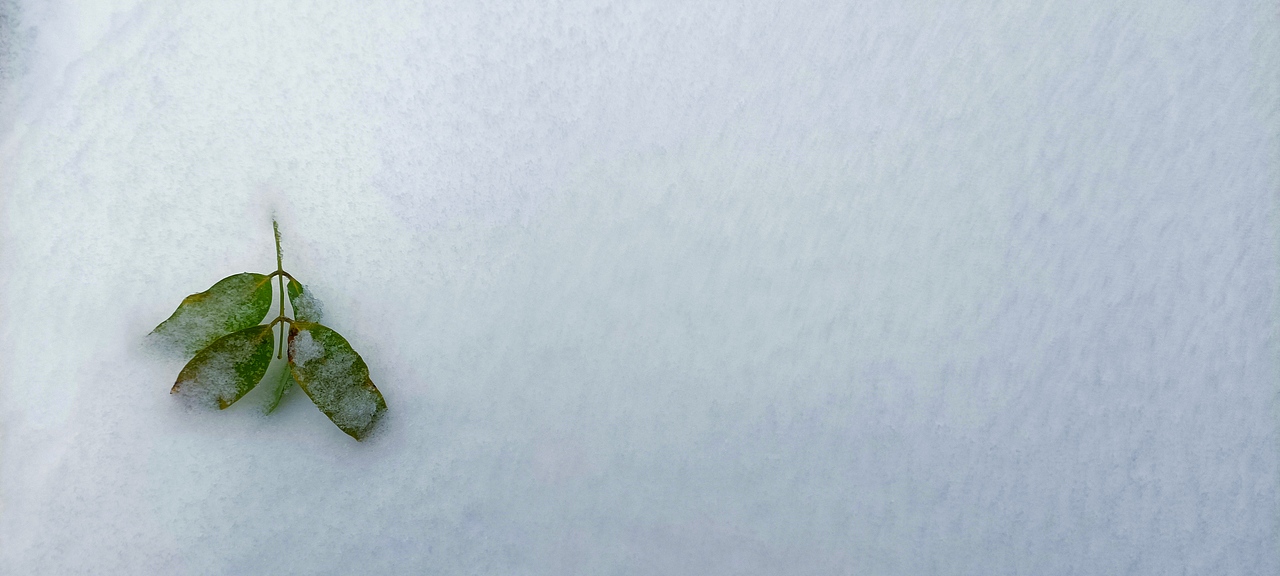 雪里的故事 秋天在大雪里走向尾声