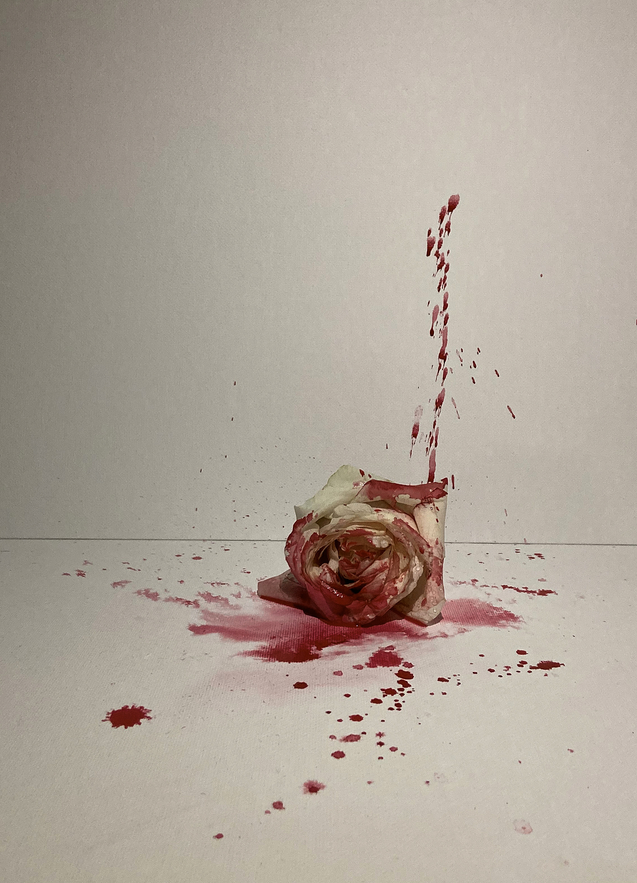 「WHITE BLOOD」拟人花 “花也有性格”花卉摄影（图ZMjAxNTE4NjA4） - 产品摄影 - 站酷设计师聚丙烯缓释胶囊原创素材 - 站酷ZCOOL