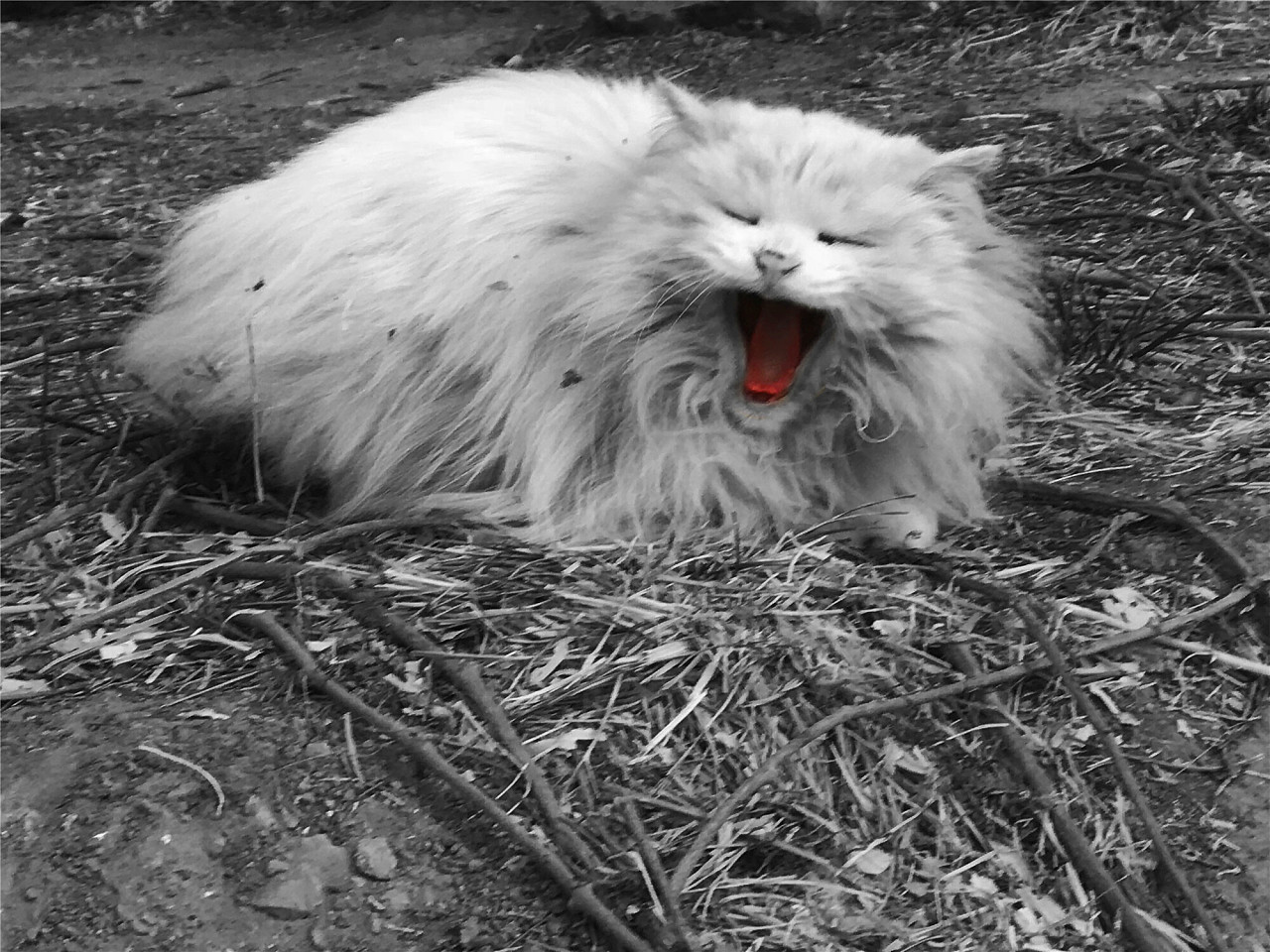 刘勇良纪实手机摄影:野猫