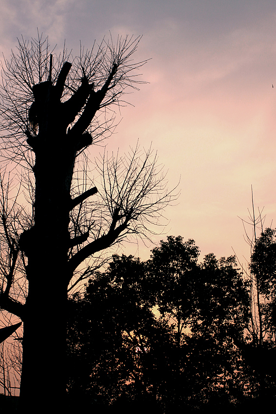 元旦乌镇游记一