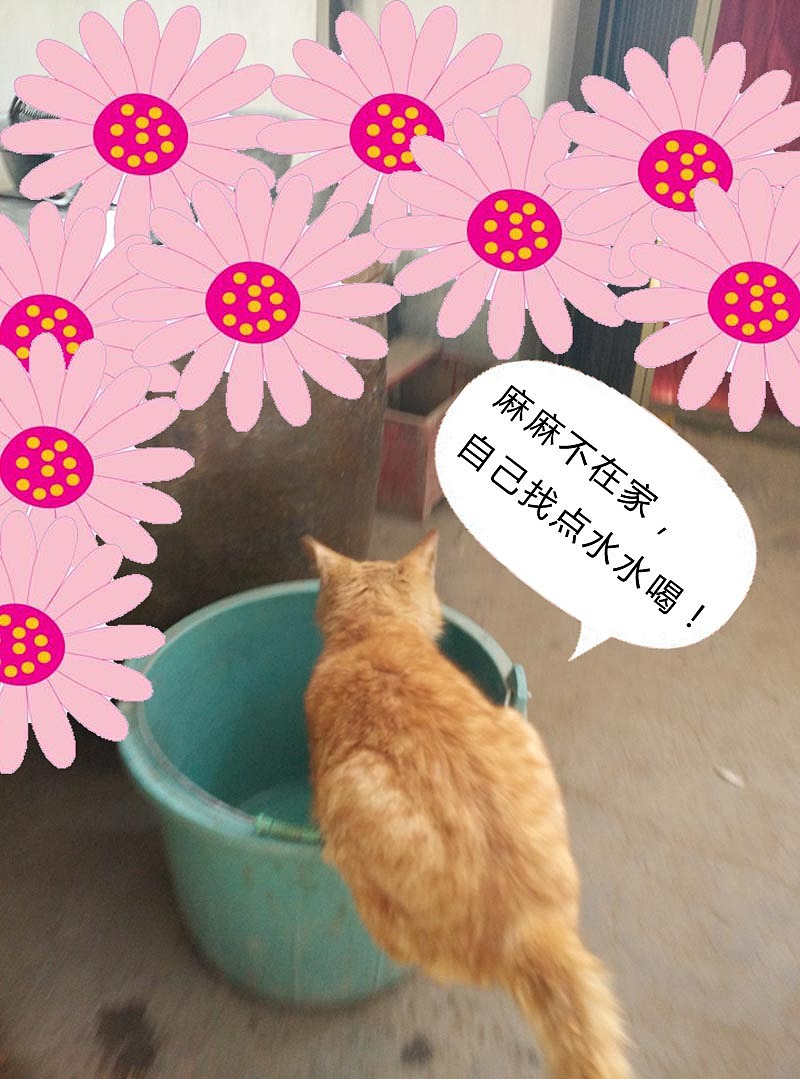 高富帅—最大特长是“碎觉”（图ZMjYwMzg0OTI=） - 宠物摄影 - 站酷设计师爱设计的吃货原创素材 - 站酷ZCOOL