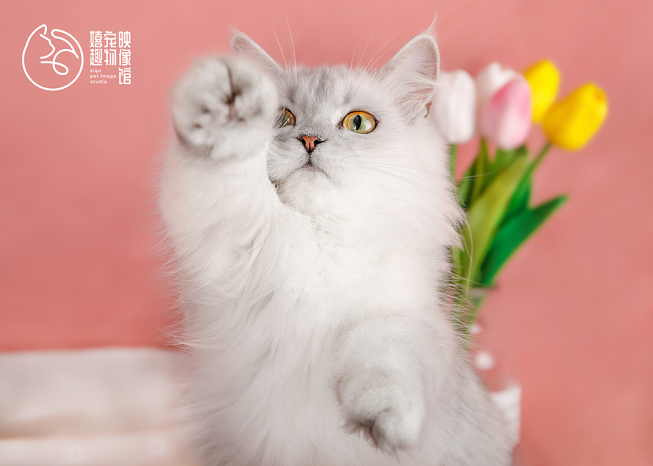 猫咖猫咪拍摄（图ZMjMwNzkyNTEy） - 宠物摄影 - 站酷设计师catundereaves原创素材 - 站酷ZCOOL
