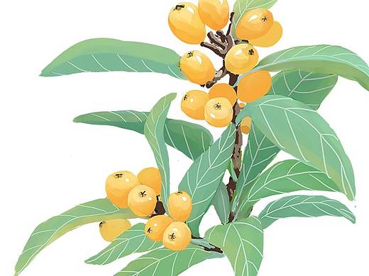 枇杷蜜包装插画