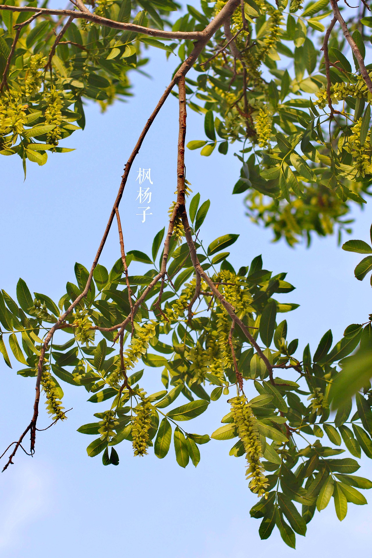 枫杨