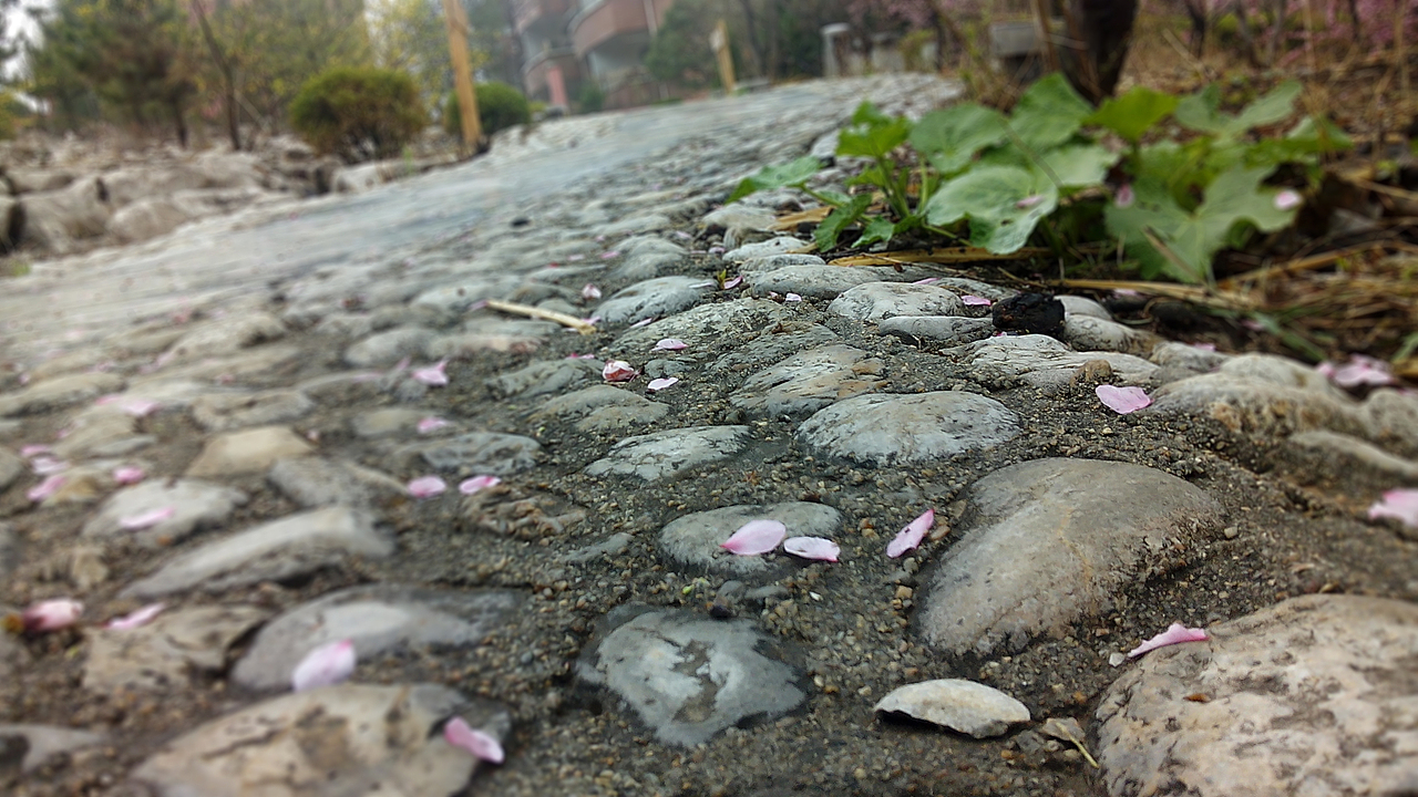 春雨后的校园（图ZMjY0MDMzMzI=） - 风光摄影 - 站酷设计师虫子吃草长不大原创素材 - 站酷ZCOOL