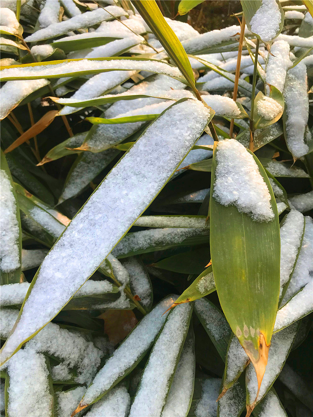 刘勇良纪实摄影雪竹