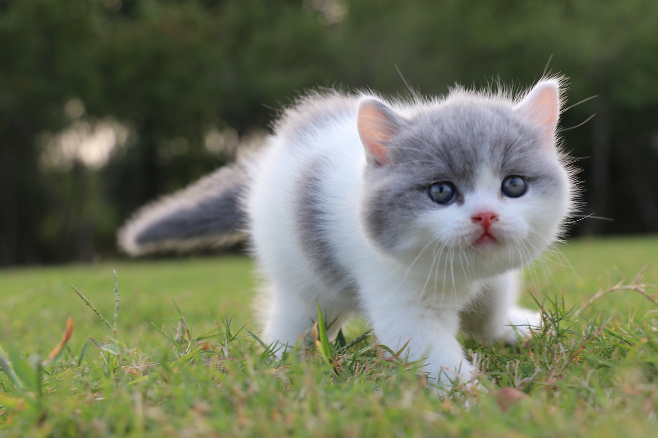 802英短蓝白公五粉通脖尾全蓝34day587g