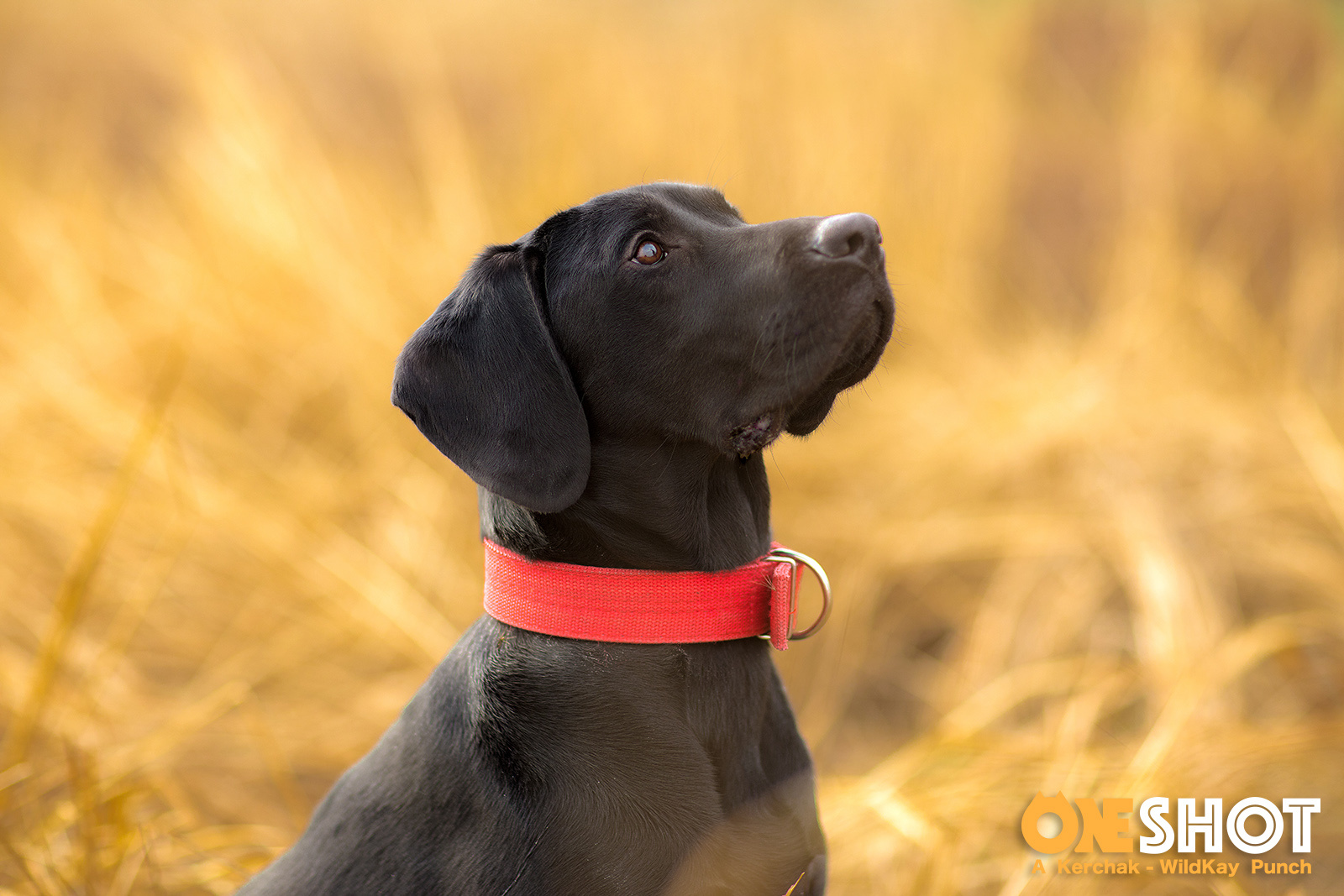 狗年魔都团 ii - 红圈狗头