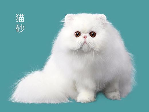 猫砂详情页豆腐猫砂