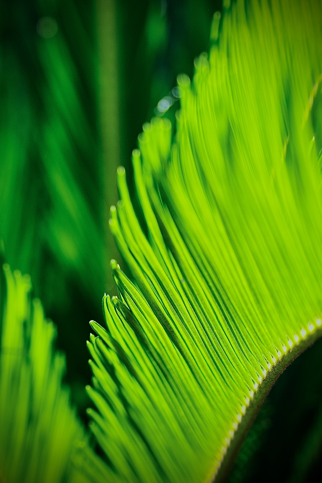 金沙湖公园一期(护眼色)